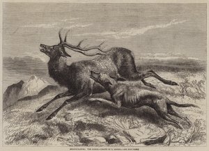 Deer-Stalking, Chace